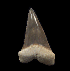 Sharktooth Hill Mako shark tooth for sale | Buried Treasure Fossils