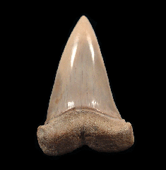 Sharktooth Hill Big-tooth Mako shark tooth for sale | Buried Treasure Fossils