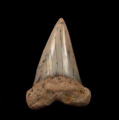 Sharktooth Hill Mako tooth for sale | Buried Treasure Fossils