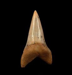 Sharktooth Hill Mako tooth for sale | Buried Treasure Fossils