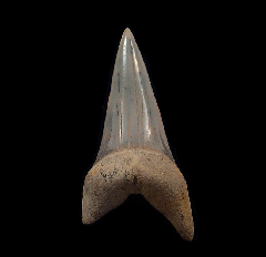Real Sharktooth Hill Mako shark tooth for sale | Buried Treasure Fossils