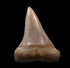 Real Sharktooth Hill Mako shark tooth for sale | Buried Treasure Fossils
