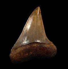Real Sharktooth Hill Mako shark tooth for sale | Buried Treasure Fossils