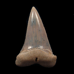 Real Sharktooth Hill Mako shark tooth for sale | Buried Treasure Fossils