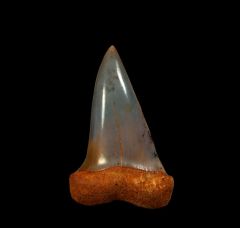 Colorful Sharktooth Hill Isurus hastalis tooth for sale | Buried Treasure Fossils