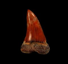Colorful Sharktooth Hill hastalis tooth for sale | Buried Treasure Fossils