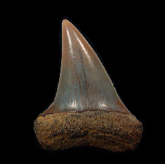 Real Sharktooth Hill Mako shark tooth for sale | Buried Treasure Fossils
