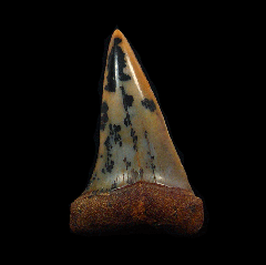 Colorful Round Mountain Silt Isurus hastalis tooth for sale | Buried Treasure Fossils