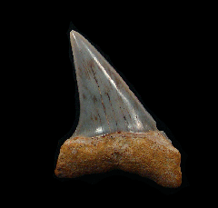 Real Sharktooth Hill Mako shark tooth for sale | Buried Treasure Fossils