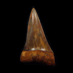 Real Sharktooth Hill Mako shark tooth for sale | Buried Treasure Fossils