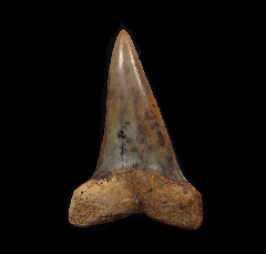 Real Sharktooth Hill Mako shark tooth for sale | Buried Treasure Fossils