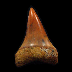 Real Sharktooth Hill Mako shark tooth for sale | Buried Treasure Fossils