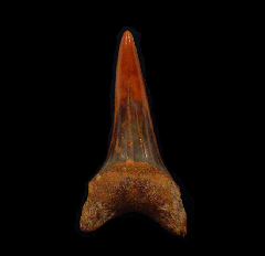 Real Sharktooth Hill Mako shark tooth for sale | Buried Treasure Fossils