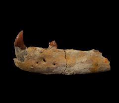 Neotherium mirum jaw | Buried Treasure Fossils