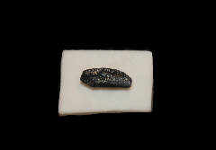 Heterodontus sp.                    
