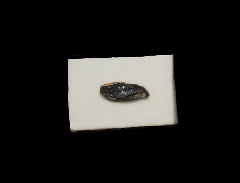 Heterodontus sp.                    