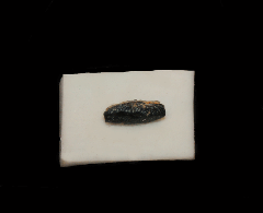 Heterodontus sp.                    