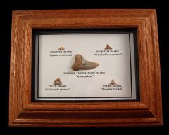 Shark Tooth Collection Frame for sale | Buried treasure Fossils