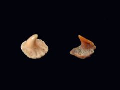 Echinorhinus blakei               