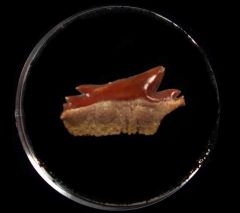 Echinorhinus blakei 