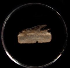 Early Miocene Bramble shark  tooth for sale | Buried Treasure Fossils