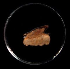 Early Miocene Echinorhinus blakei tooth for sale | Buried treasure Fossil