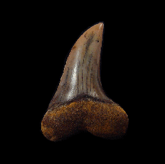 White Isurus planus tooth for sale | Buried Treasure Fossils