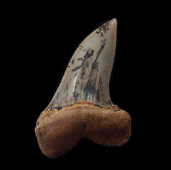 Isurus planus
