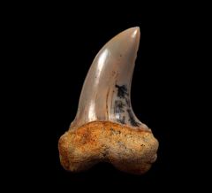 Sharktooth Hill Isurus planus tooth for sale | Buried Treasure Fossils