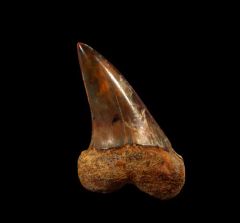 White Isurus planus tooth for sale | Buried Treasure Fossils