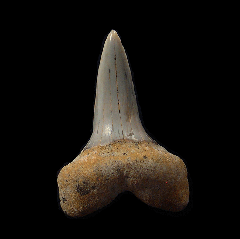 Cheap Sharktooth Hill Planus Mako for sale | Buried Treasure Fossils