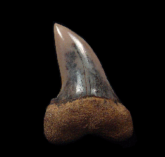 White Isurus planus tooth for sale | Buried Treasure Fossils