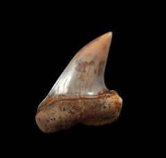 Real Fire Zone Mako tooth for sale | Buried Treasure Fossils