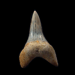 Cheap Sharktooth Hill Planus Mako for sale | Buried Treasure Fossils