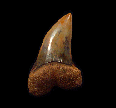 Cheap Sharktooth Hill Planus Mako for sale | Buried Treasure Fossils