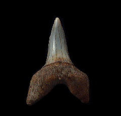 Cheap Sharktooth Hill Planus Mako for sale | Buried Treasure Fossils