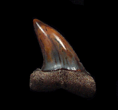 Cheap Sharktooth Hill Planus Mako for sale | Buried Treasure Fossils