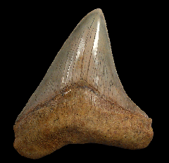 Sharktooth Hill Megalodon tooth for sale | Buried Treasure Fossils