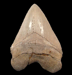 Bakersfield Megalodon tooth for sale | Buried Treasure Fossils
