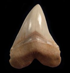 Carcharocles megalodon 