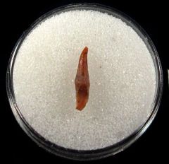 Bakersfield Dolphin tooth for sale | Buried Treasure Fossils