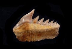 Hexanchus andersoni