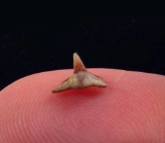 Squatina lericheii.