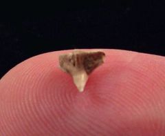 Squatina lericheii.