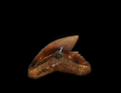 Galeocerdo aduncus
