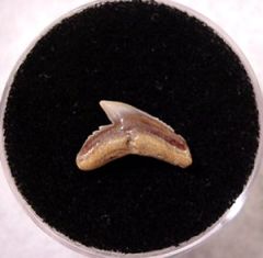 Galeocerdo aduncus