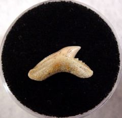 Galeocerdo aduncus
