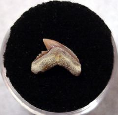 Galeocerdo aduncus