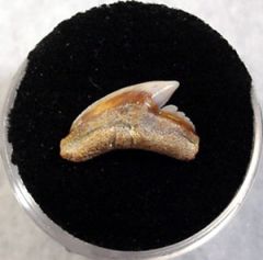 Galeocerdo aduncus