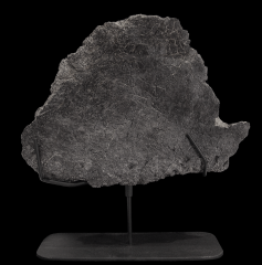 Stegosaurus plate | Buried Treasure Fossils